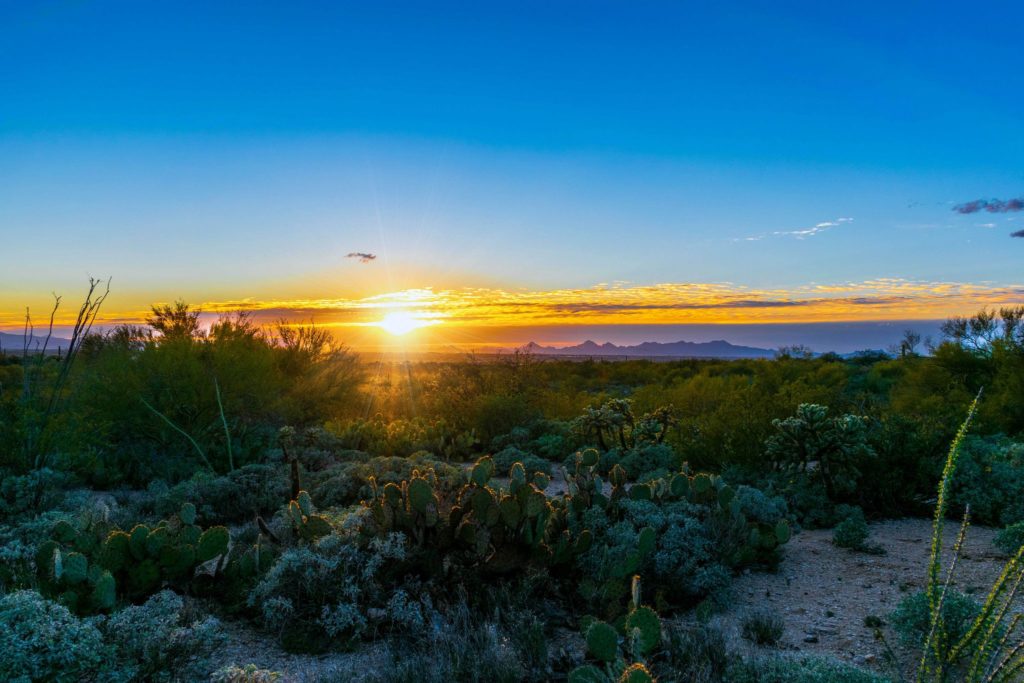 Parkseekers Saguaro Sunset