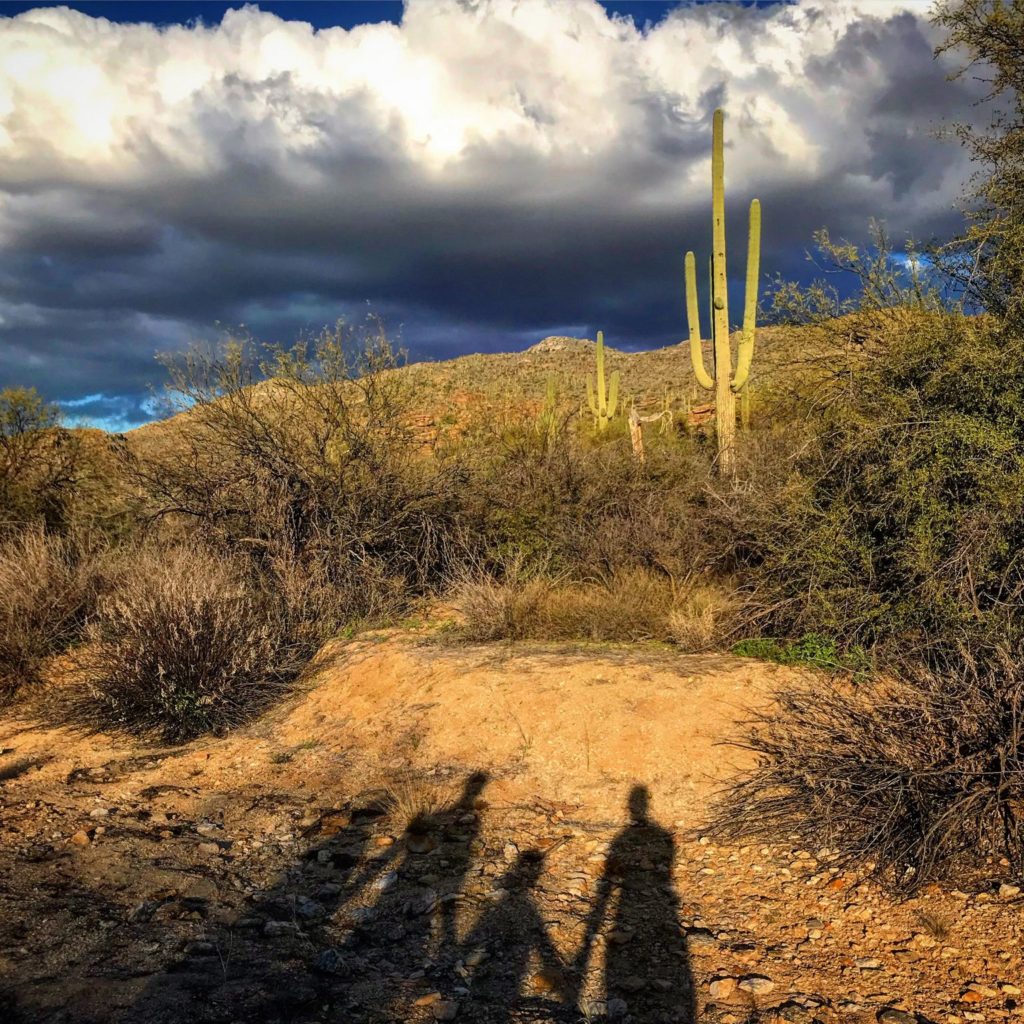 Parkseekers Saguaro Shadows