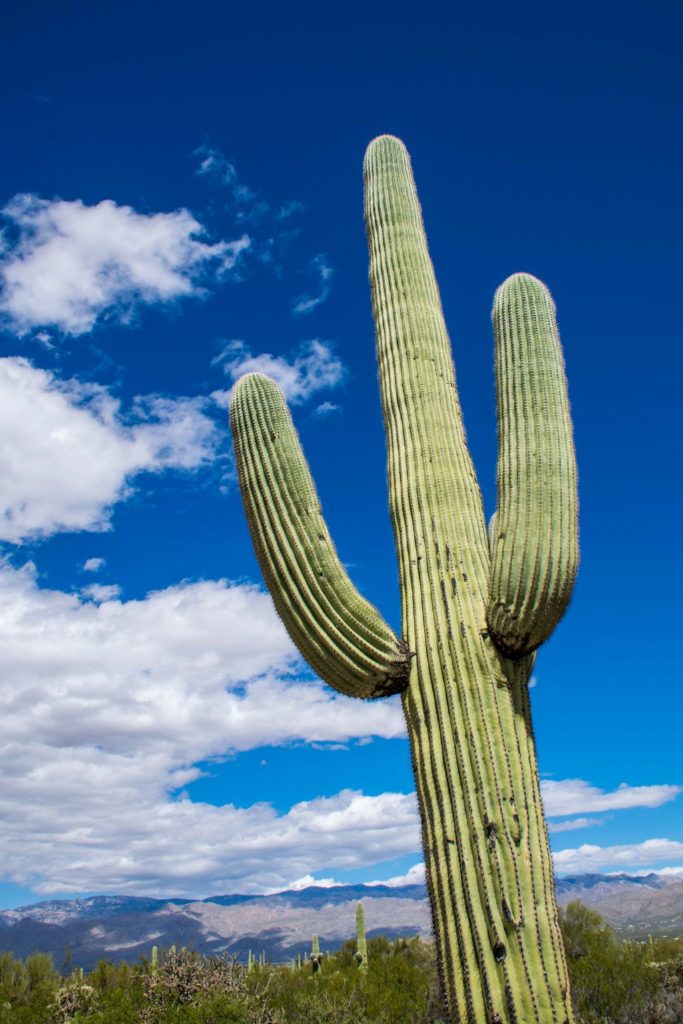 Parkseekers Saguaro Cactus